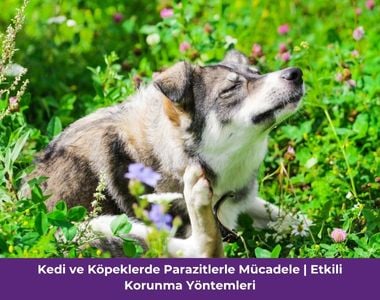 Kedi ve köpeklerde pire ve parazit sorunlarına karşı etkili korunma yöntemleri