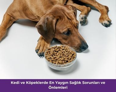 Kedi ve köpeklerde yaygın sağlık sorunları ve alınabilecek önlemler