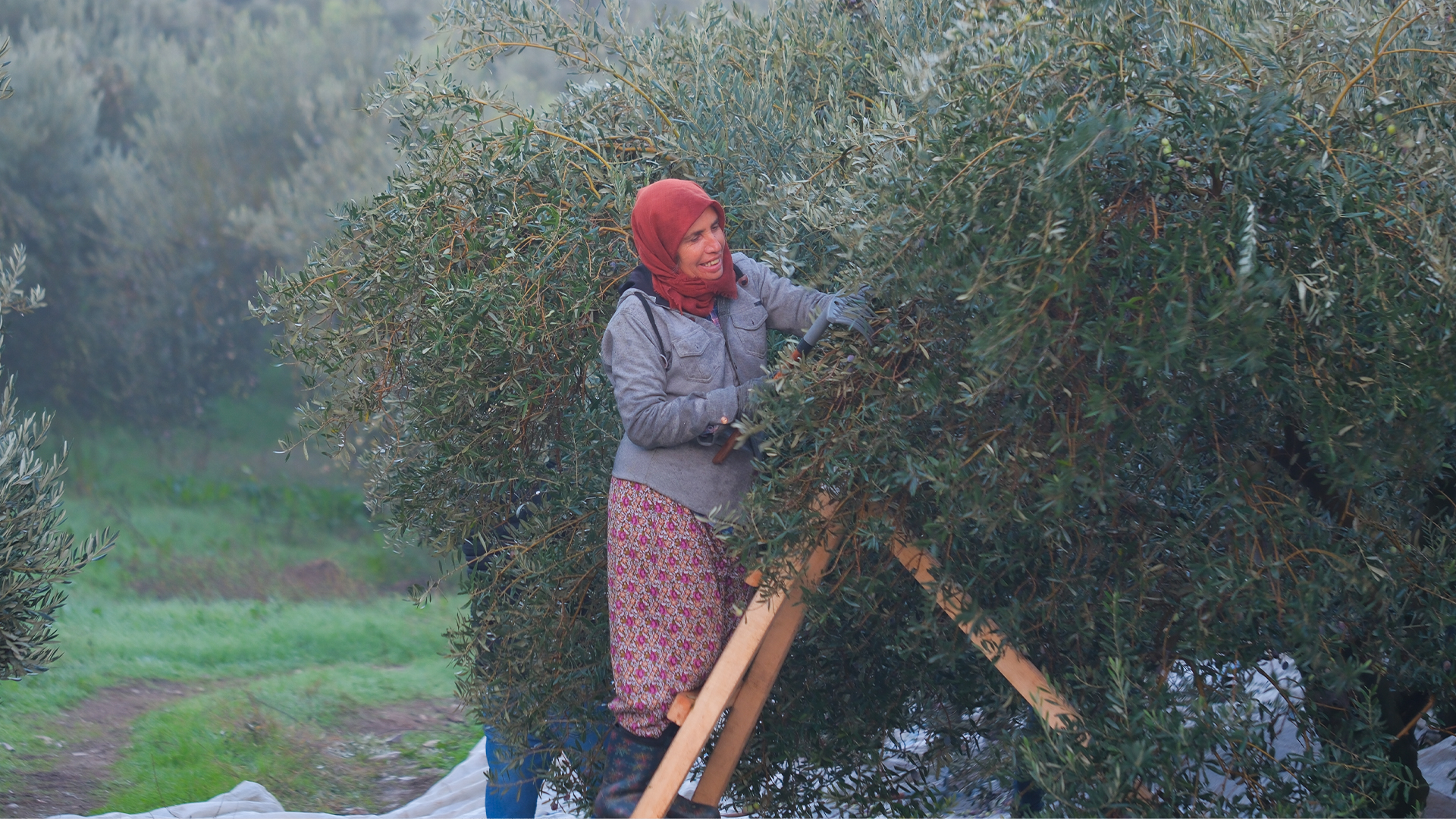 Zeytin Toplama Nedir, Neden Bu Kadar Önemlidir?