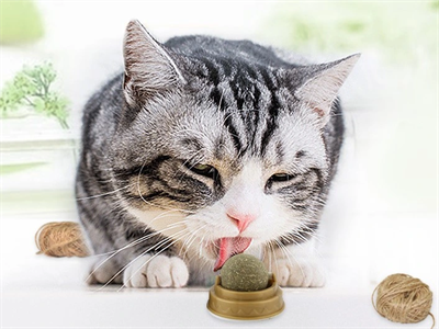 Kedi Otu Oyun Topu