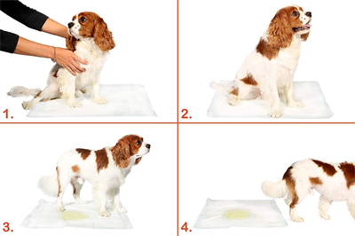 Yıkanabilir Köpek Çiş Pedi - 90 X 60 Cm 5li Paket