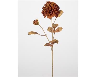 Çinpa Kasımpatı 72 Cm