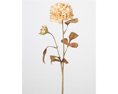 Çinpa Kasımpatı 72 Cm