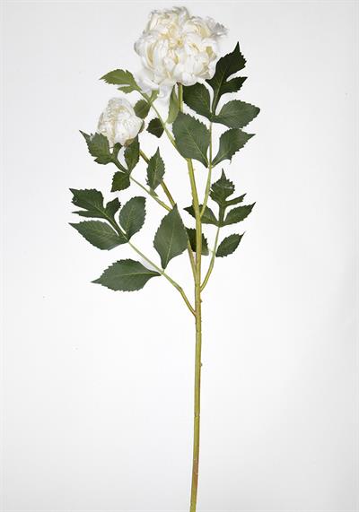 Çinpa Krizantem 70Cm