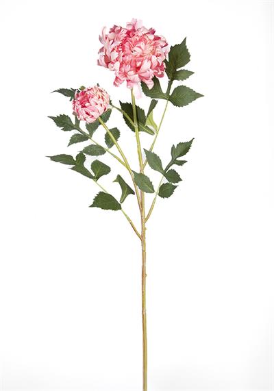 Çinpa Krizantem 70Cm