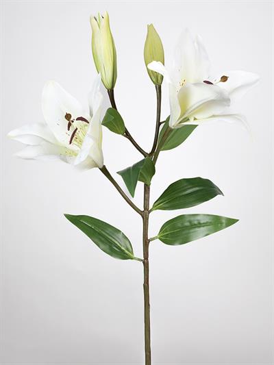 Çinpa Lilyum 75 Cm