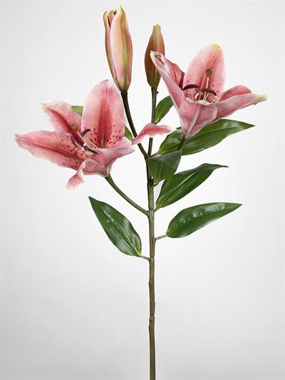 Çinpa Lilyum 75 Cm