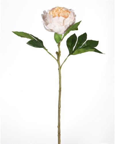 Çinpa Şakayık 58Cm