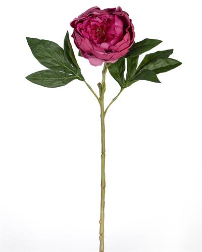 Çinpa Şakayık 58Cm
