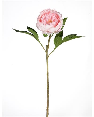 Çinpa Şakayık 58Cm