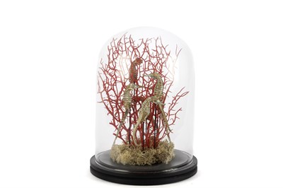 Mikasa Coral Oranj Gold Dekoratif Cam Fanus 22x30cm