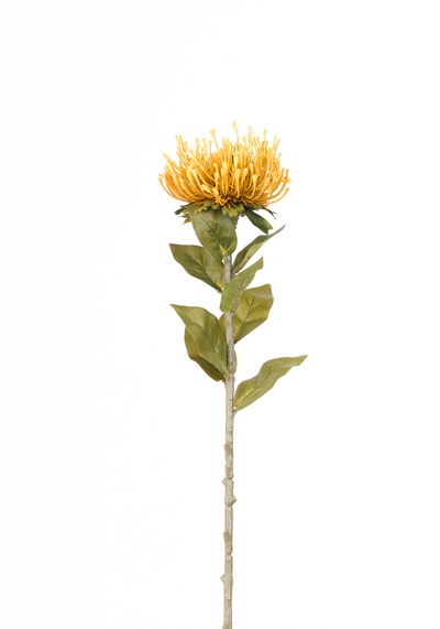 Protea Tek Dal 73cm