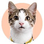 Kedi