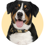 Köpek