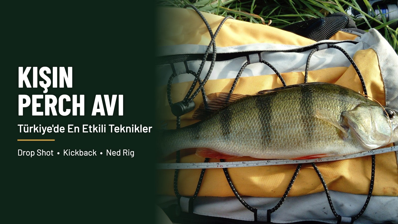 Ölçü bandı üzerinde yakalanmış perch balığı