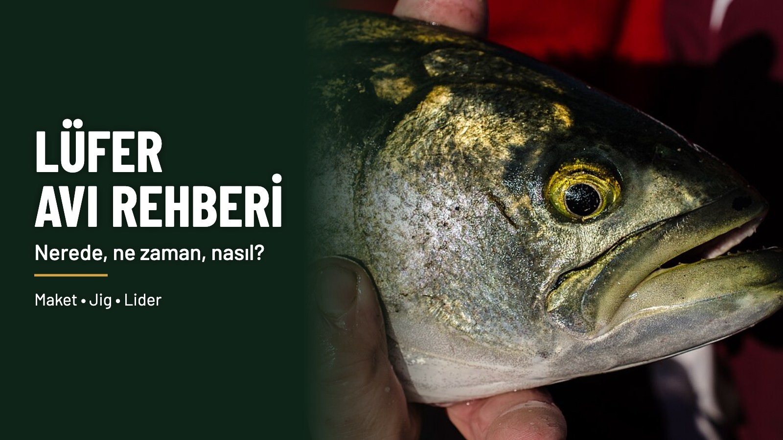 Lüfer avı rehberi: yakalanmış bir lüfer
