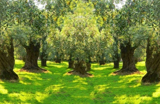 Zeytin Dalının Anlamı: Barış, Bereket ve Ölümsüzlük