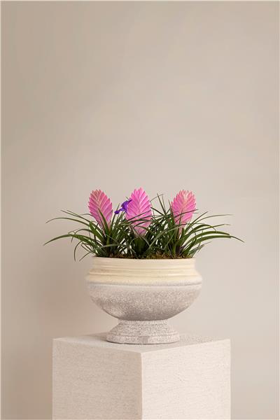 Pembe Tillandsia Çiçeği