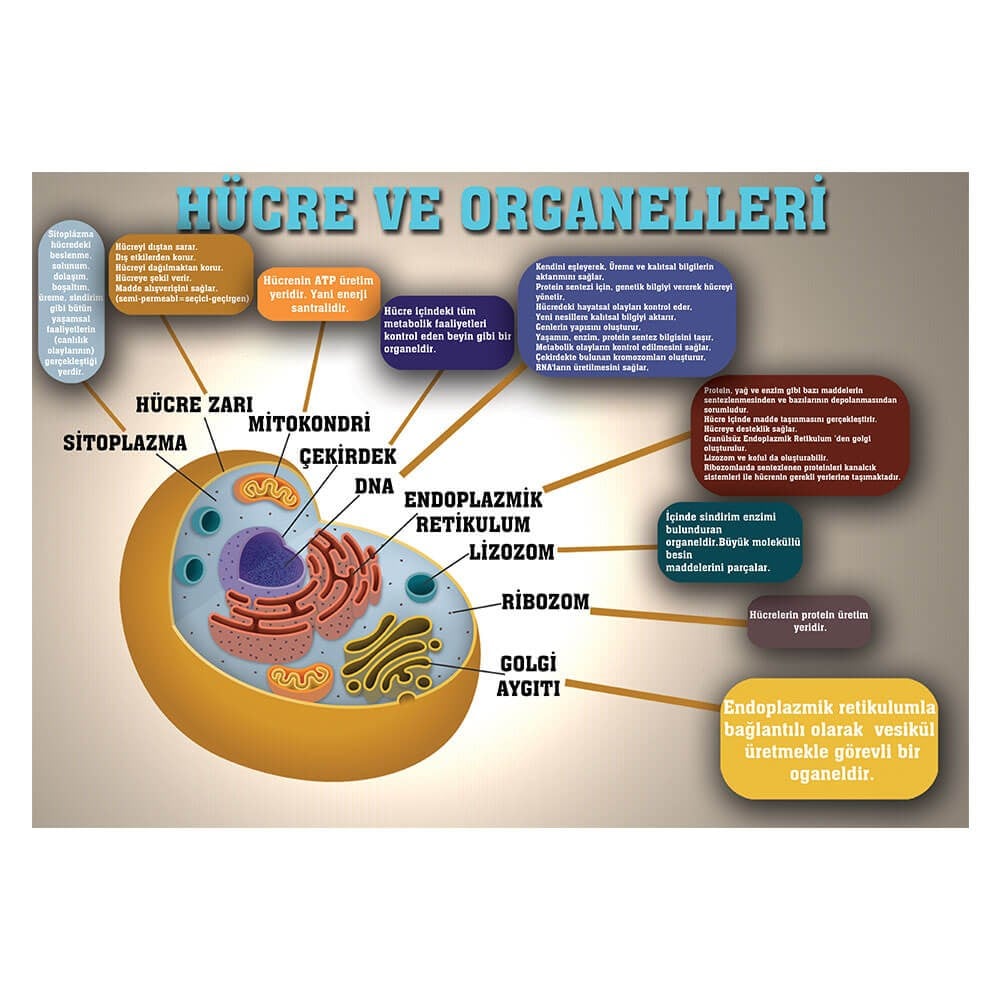 Hücre ve Organelleri Afişi