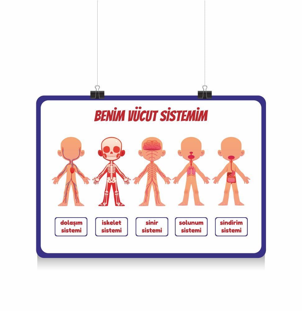 orkfenbilgisiafişiVücut Sistemleri AfişiFen Bilgisi AfişleriOkularenkkat