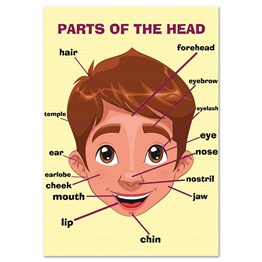 Parts of The Head Afişi