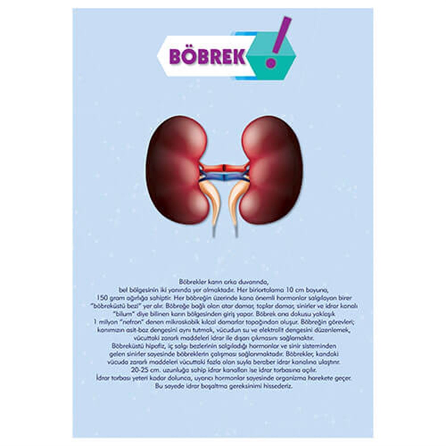 Böbrek Afişi