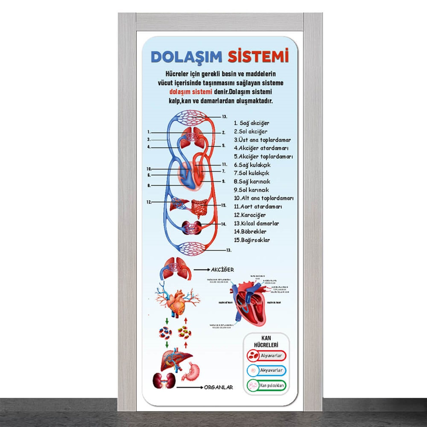 Dolaşım Sistemi Kapı Giydirme