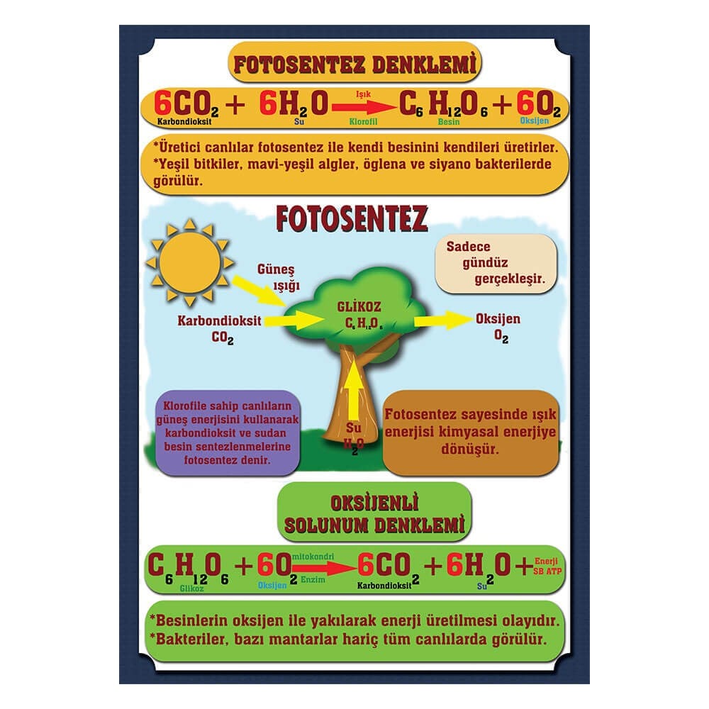 Fotosentez Denklemi Afişi