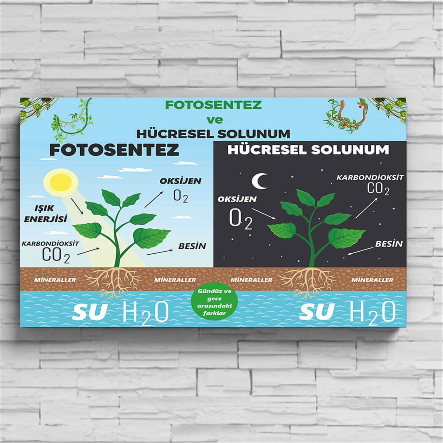 Fotsentez ve Hücresel Solunum Posteri