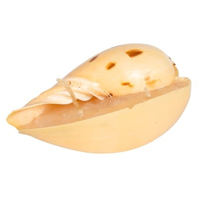 Deniz Kabuğu Mum 10cm
