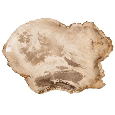 Dekoratif Bowl Fosil Ağaç -40 cm x 28 cm  x3 cm