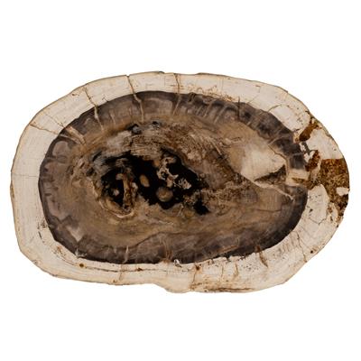 Yan Sehpa Fosil Ağaç -35 cm x 30 cm x 4 cm