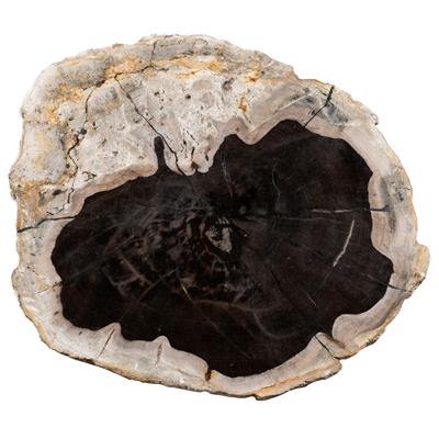 Yan Sehpa Fosil Ağaç -45 cm x 37 cm  4 cm