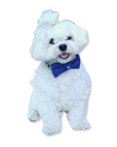 Mr Bow Tie Köpek Papyonu