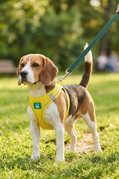 BNT-A2504 Hava Ağ SARI