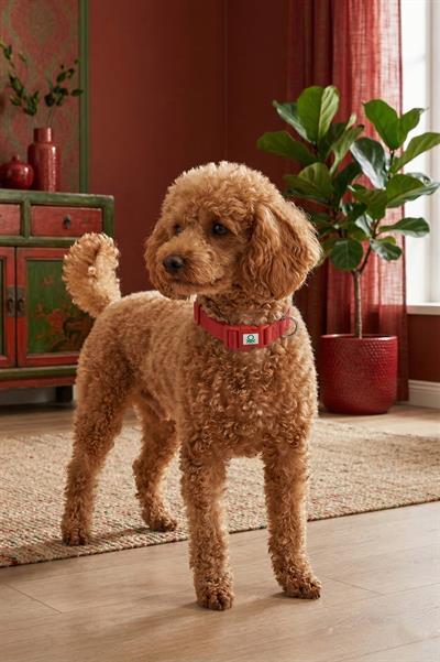 BNTMKT-0028-RD Kedi &Köpek Örme Tasma Kırmızı 1,5x26-40 cm