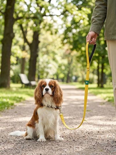 Bntmkt-0041-Ds-4 Sarı Köpek Sevk Kayışı 2X120Cm