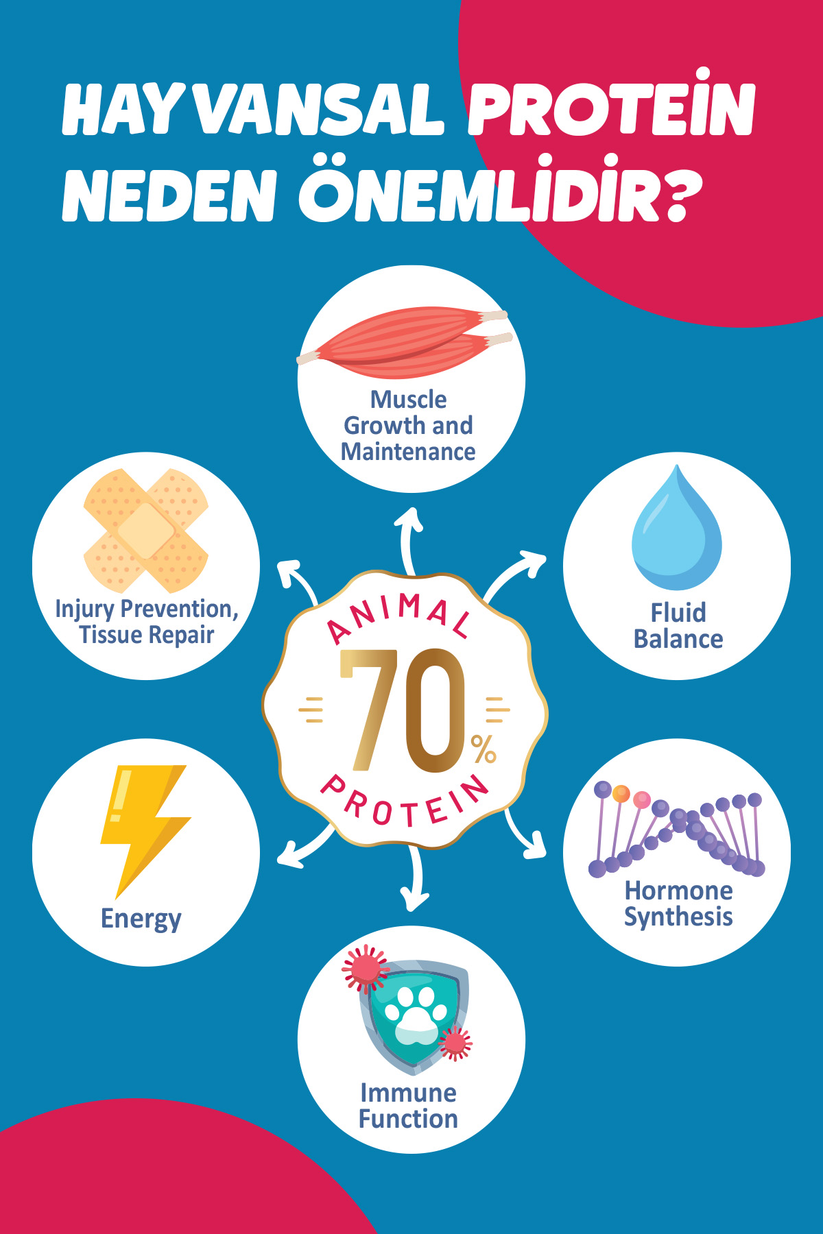 Hayvansal protein neden önemlidir - Animal 70% Protein
