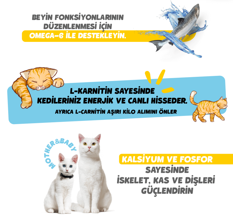 Solomon Kitten Paste görsel 4