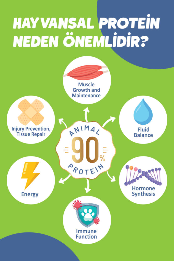 Hayvansal protein neden önemlidir - Animal 90% Protein görseli