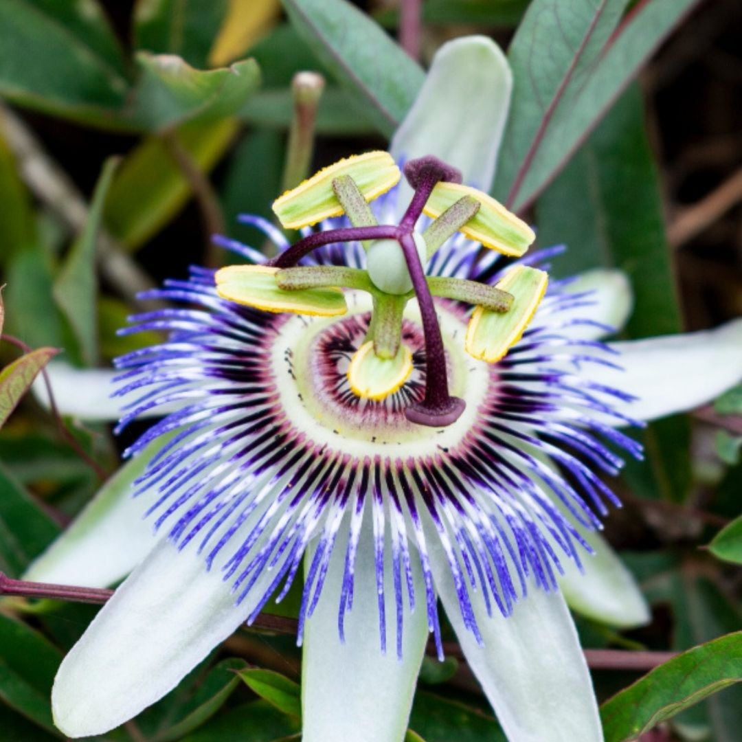 Passiflora