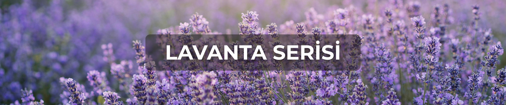 lavanta-serisi