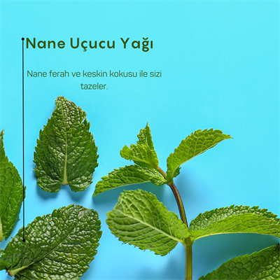 İngiliz Nanesi Uçucu Yağı 10ml