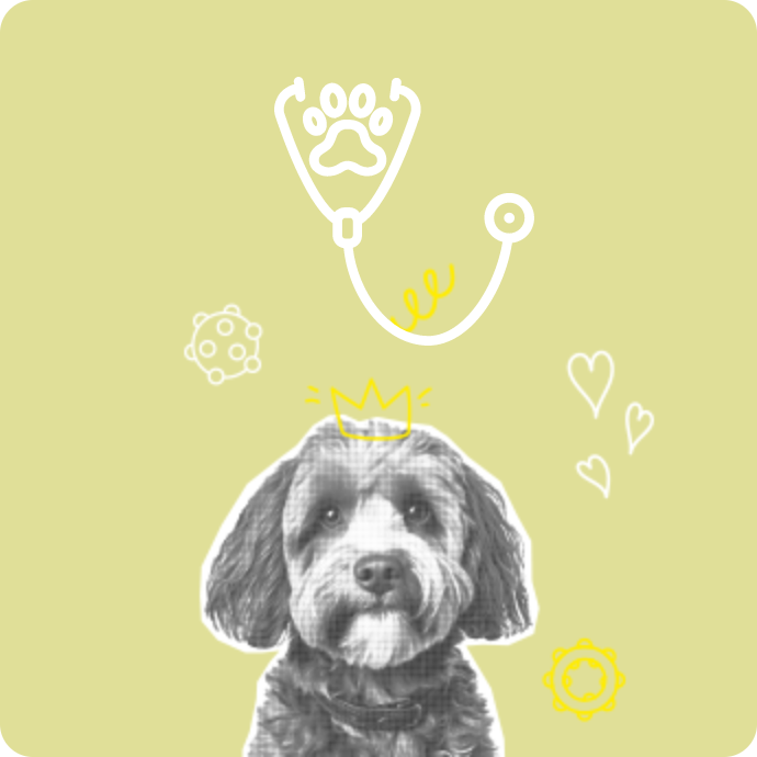 Ücretsiz Veteriner Desteği