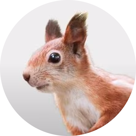 Kemirgen