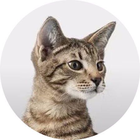 Kedi