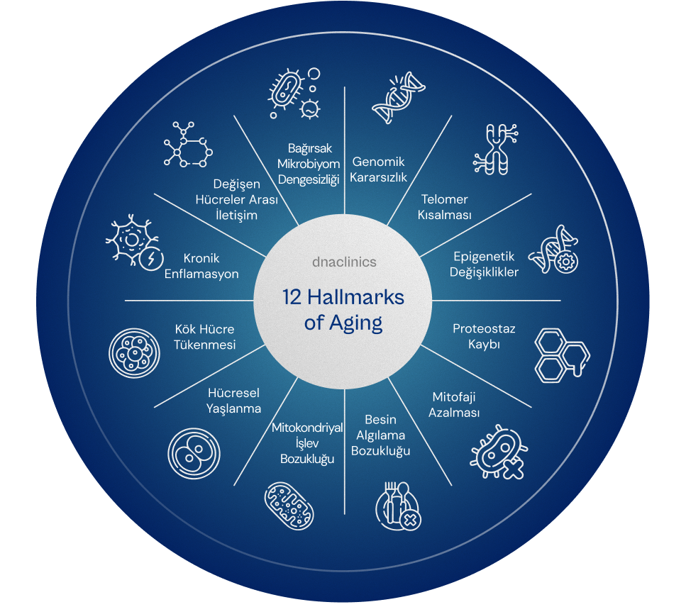 12 Hallmarks of Aging