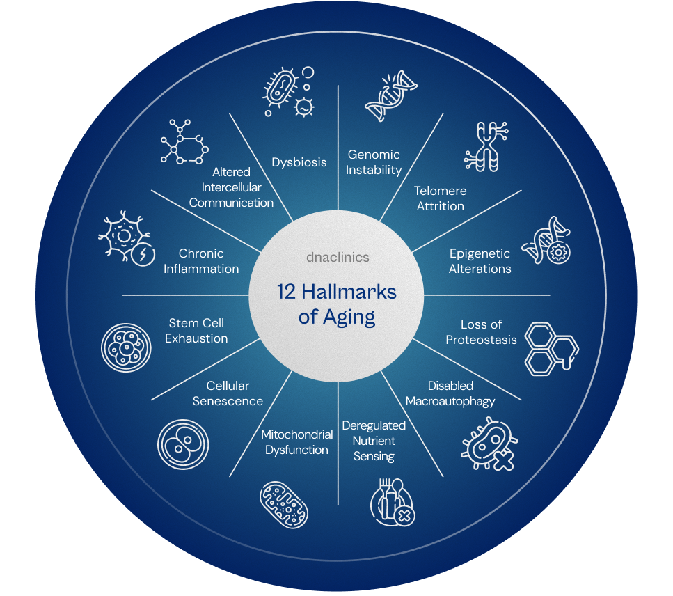 12 Hallmarks of Aging