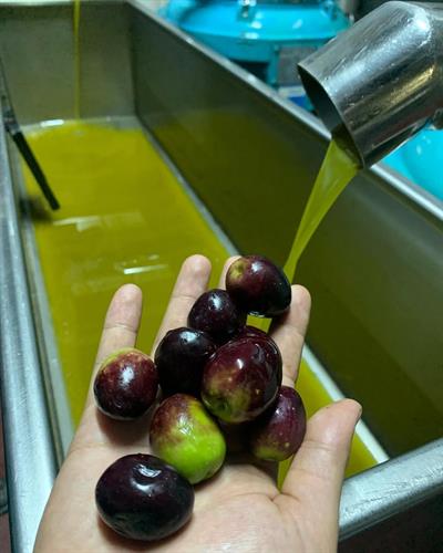 DOĞAL ZEYTİN YAĞI 5 LT 