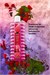 Senses Raspberry Delight Banyo Köpüğü - 500ml
